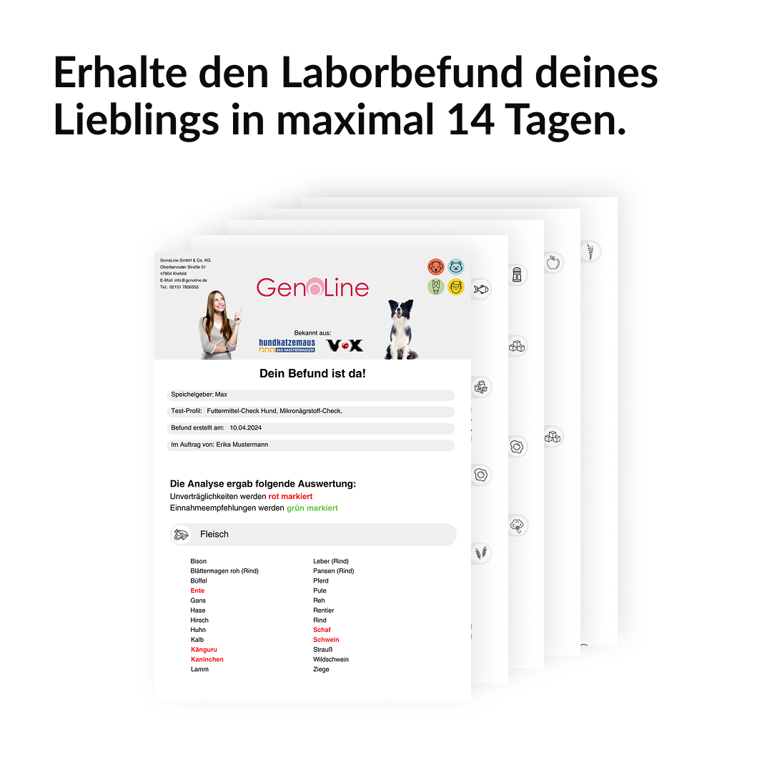 GenoLine Unverträglichkeitstest Hund – Futtermittel-Check per Speicheltest für Zuhause