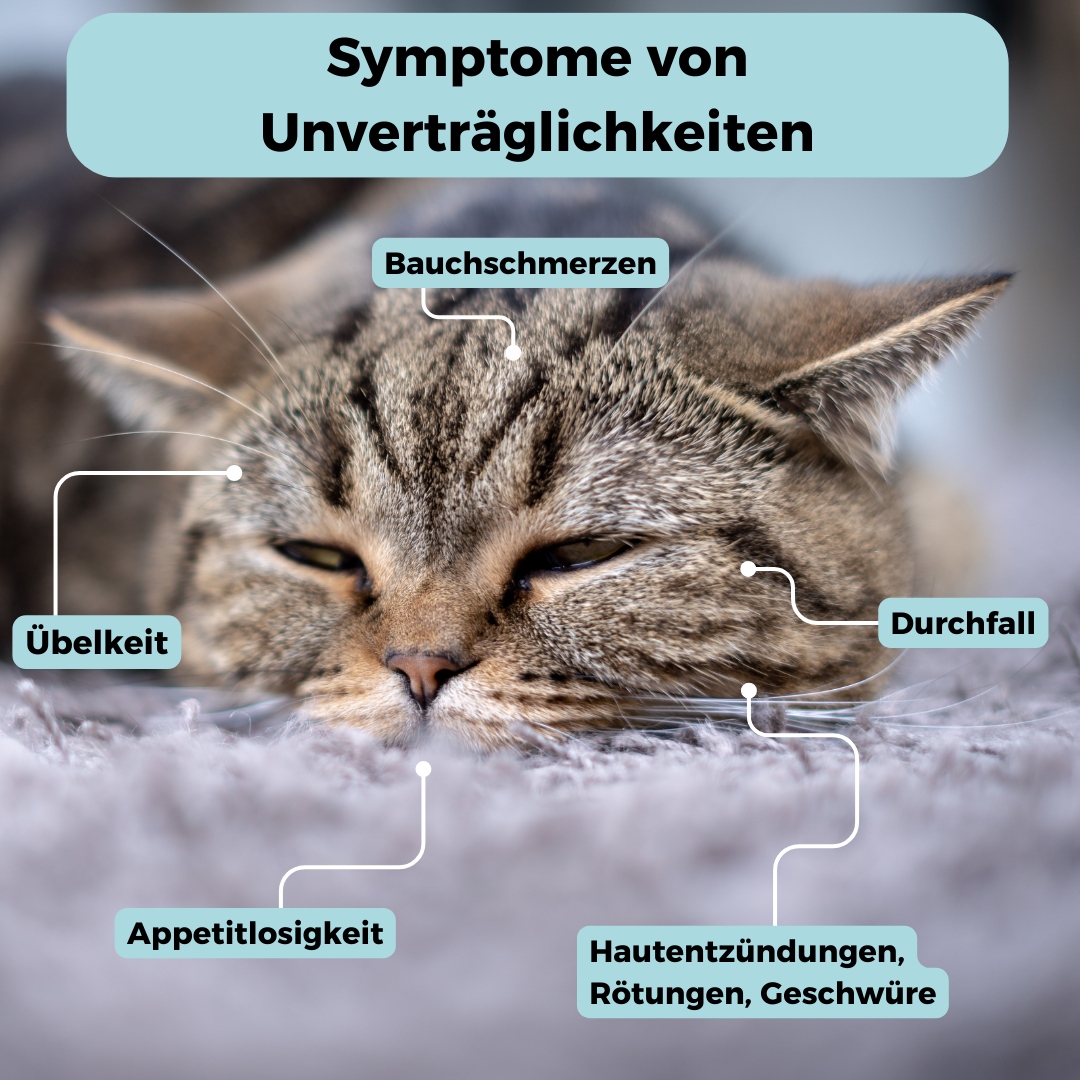 GenoLine Cat Food Intolerance Test – 25+ Food Additives, Saliva Test