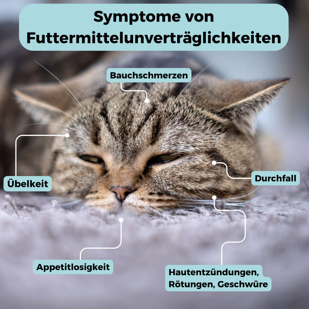 GenoLine Cat Food Intolerance Test – At-Home Saliva Sensitivity Kit