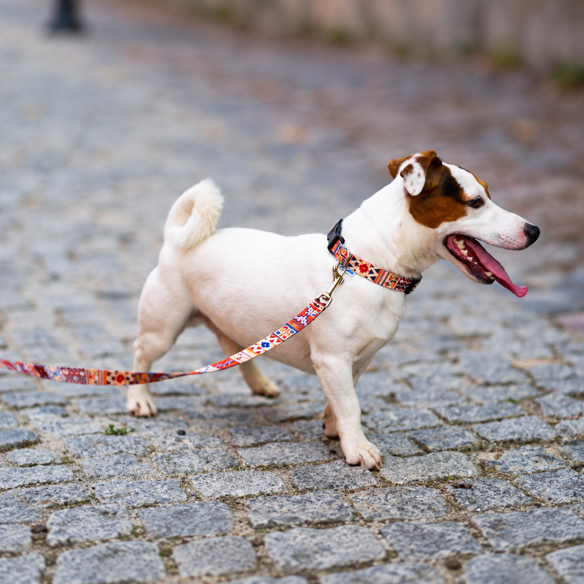 Matteo Boho Dog Collar – Colourful Dog Collar with Quick Fastening