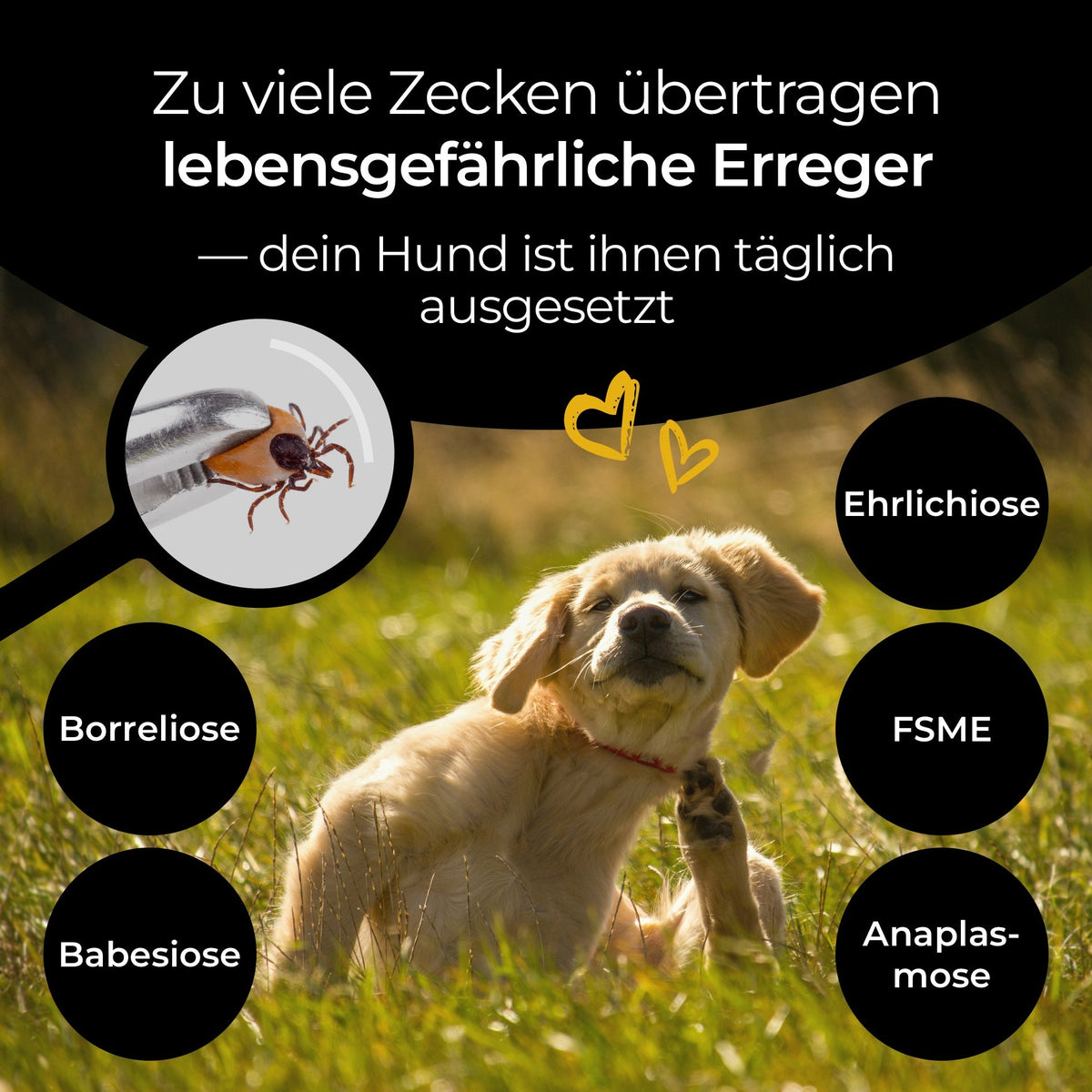Hundpur® Tick Protection for Dogs – Tick Tincture, External Use, 50 ml