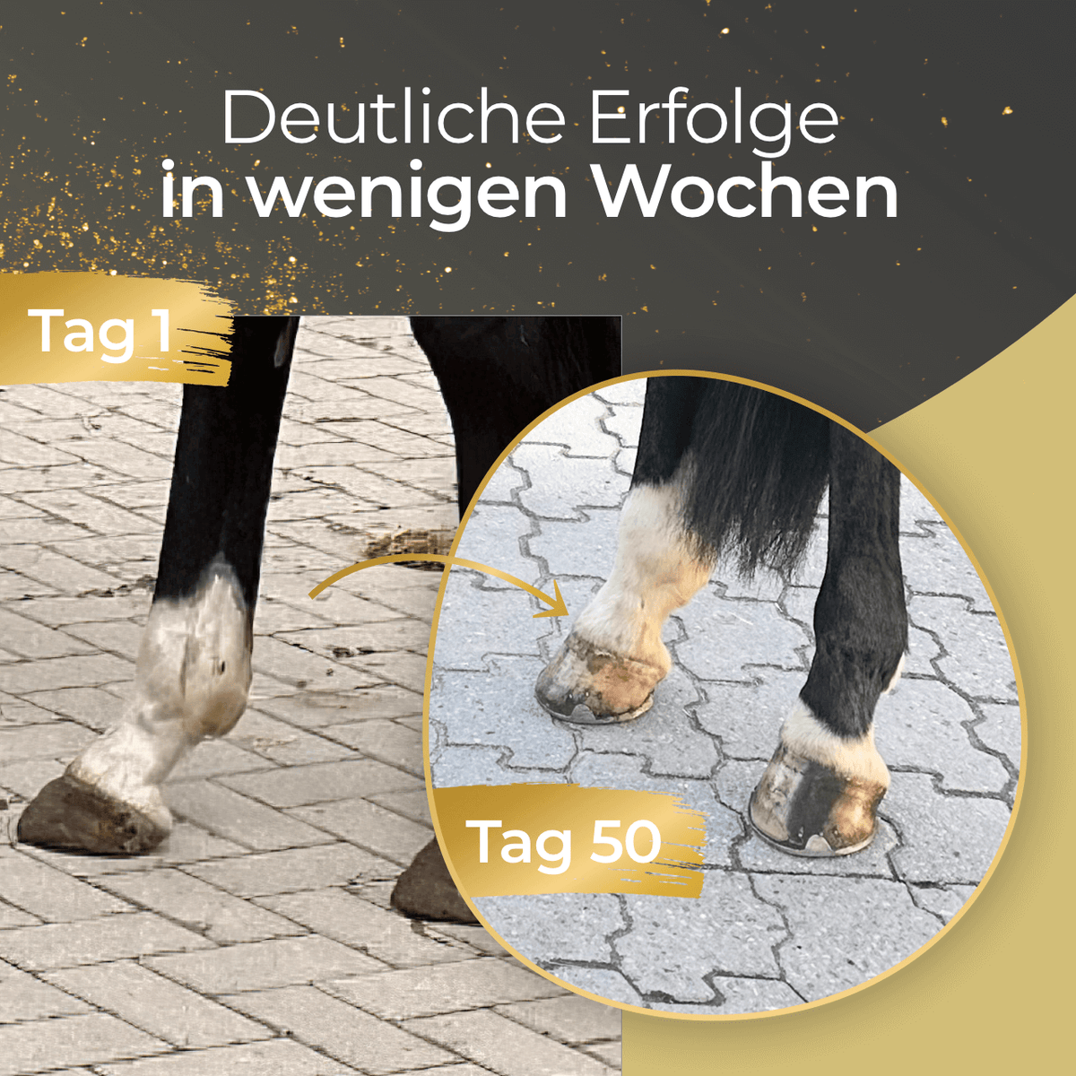 Pferdegold® Hoof – Biotin for Horses, Horse Hoof Supplement with Zinc