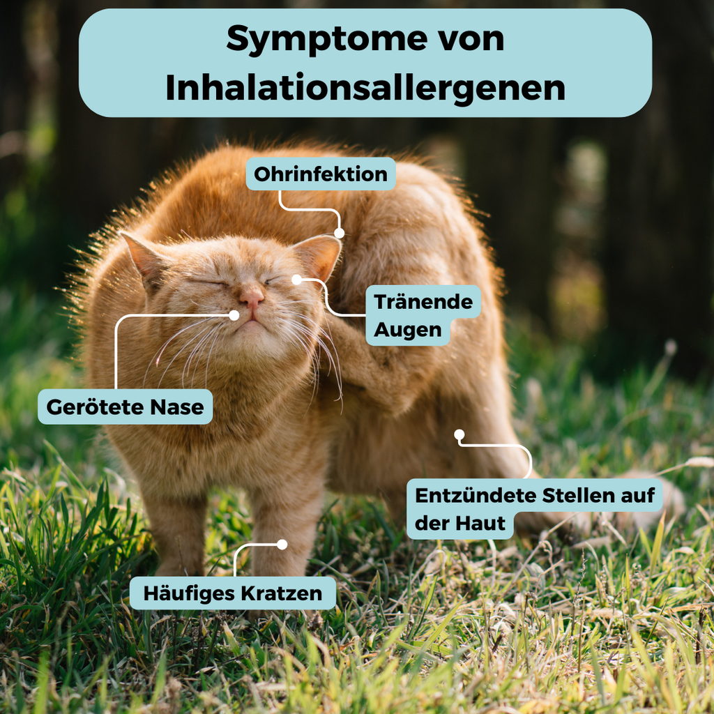 GenoLine Cat Environmental Sensitivity Test – Pollen, Grasses, Saliva