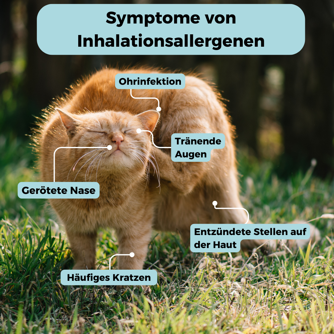 GenoLine Cat Environmental Sensitivity Test – Pollen, Grasses, Saliva