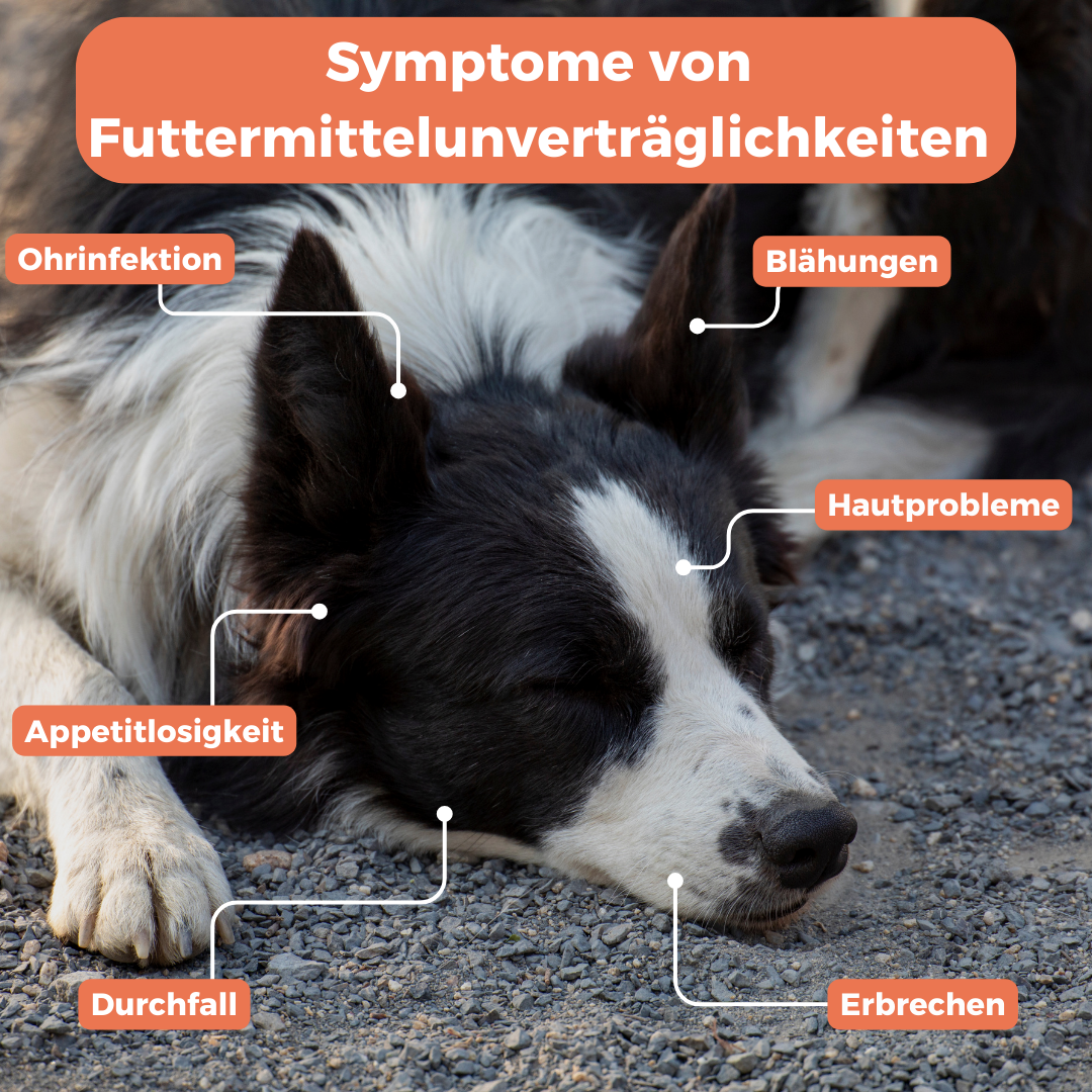 GenoLine Puppy Food Intolerance Test – Saliva Kit with Micronutrients