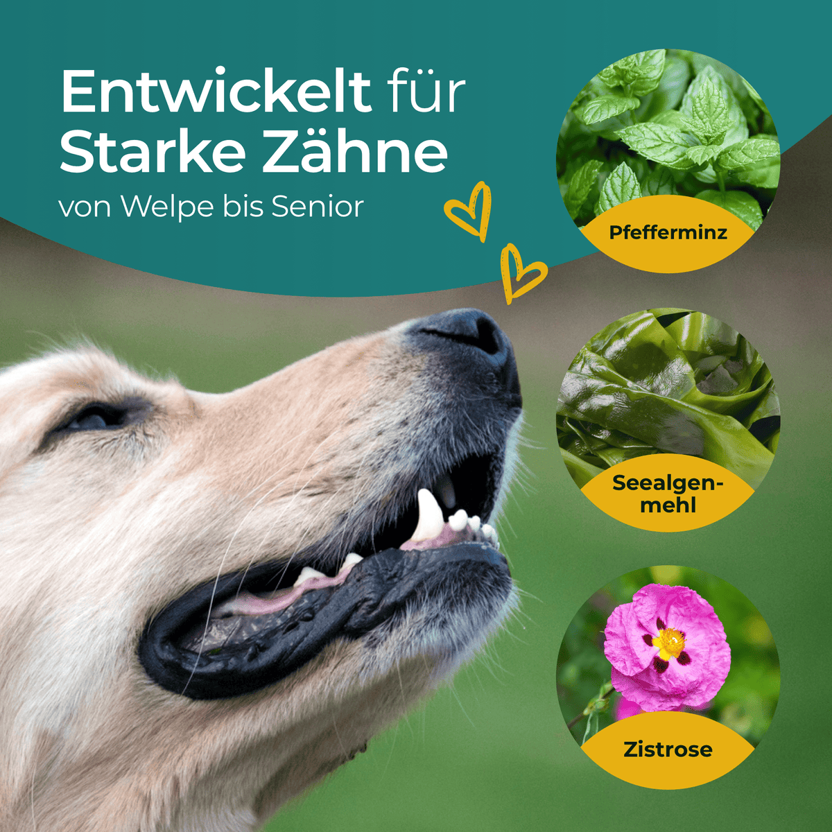 Hundpur® Teeth & Breath – Dog Dental Powder with Seaweed, for Plaque