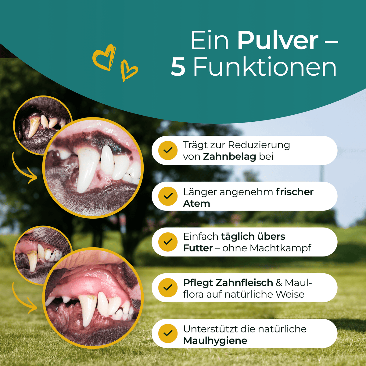 Hundpur® Teeth & Breath – Dog Dental Powder with Seaweed, for Plaque
