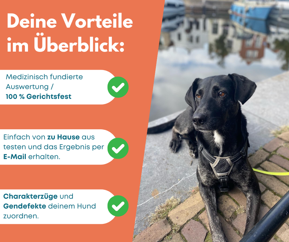 GenoLine Dog DNA Test – Dog Breed Test for 400+ Breeds, At-Home Sample