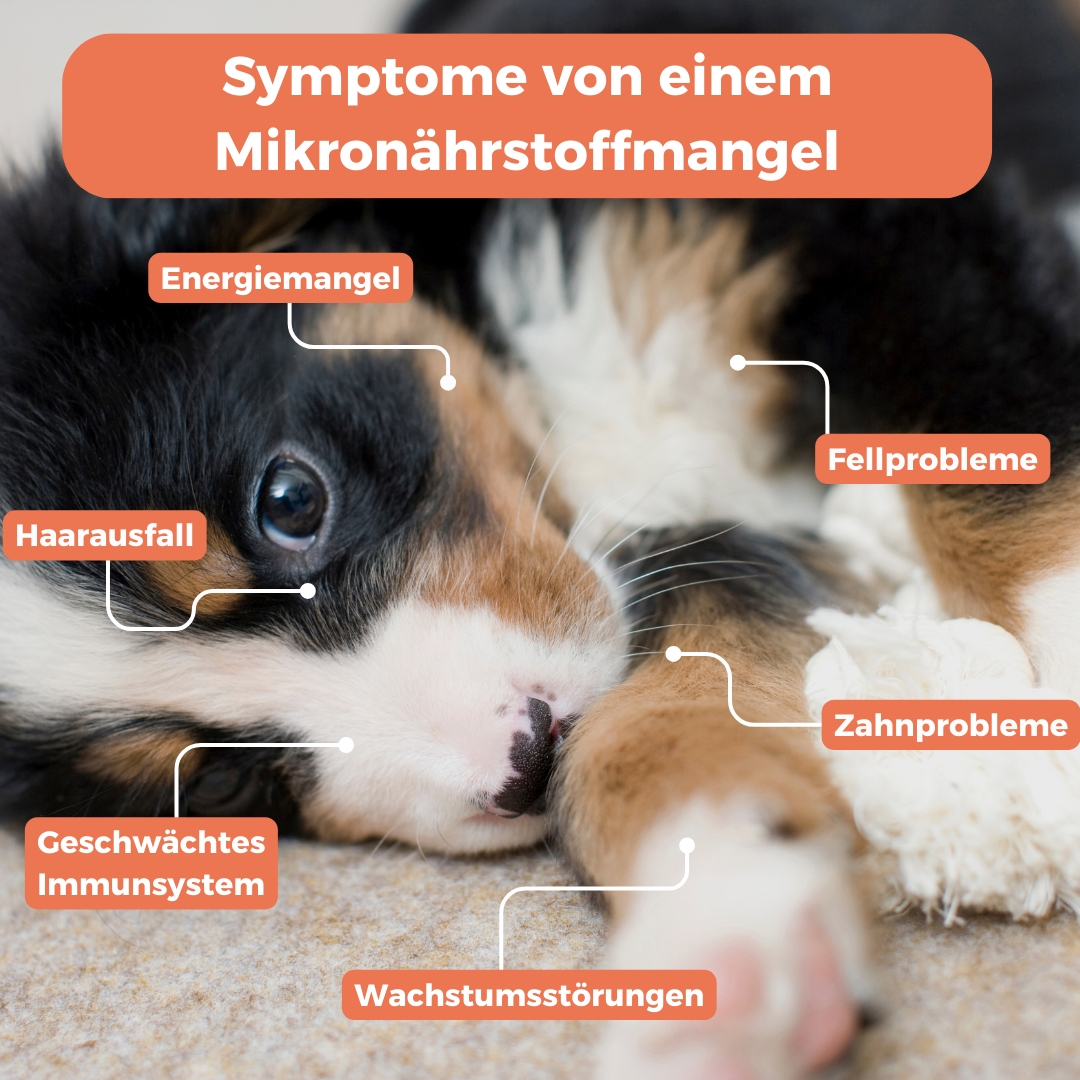 GenoLine Puppy Food Intolerance Test – Saliva Kit with Micronutrients